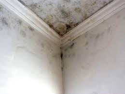 Professional Mold Prevention & Removal  in Porter Heights, TX