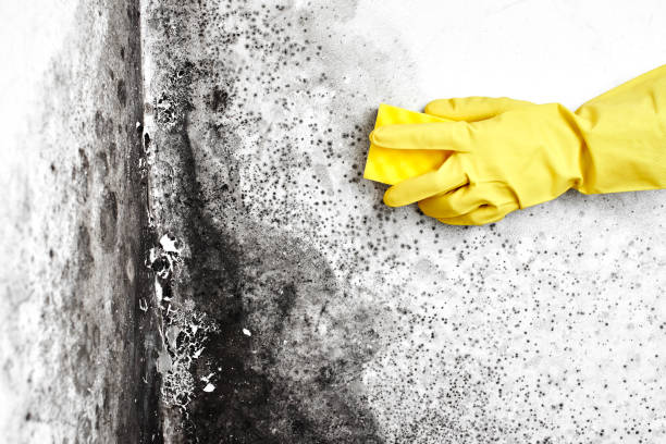 Why You Should Choose Our Mold Remediation Services in Porter Heights, TX